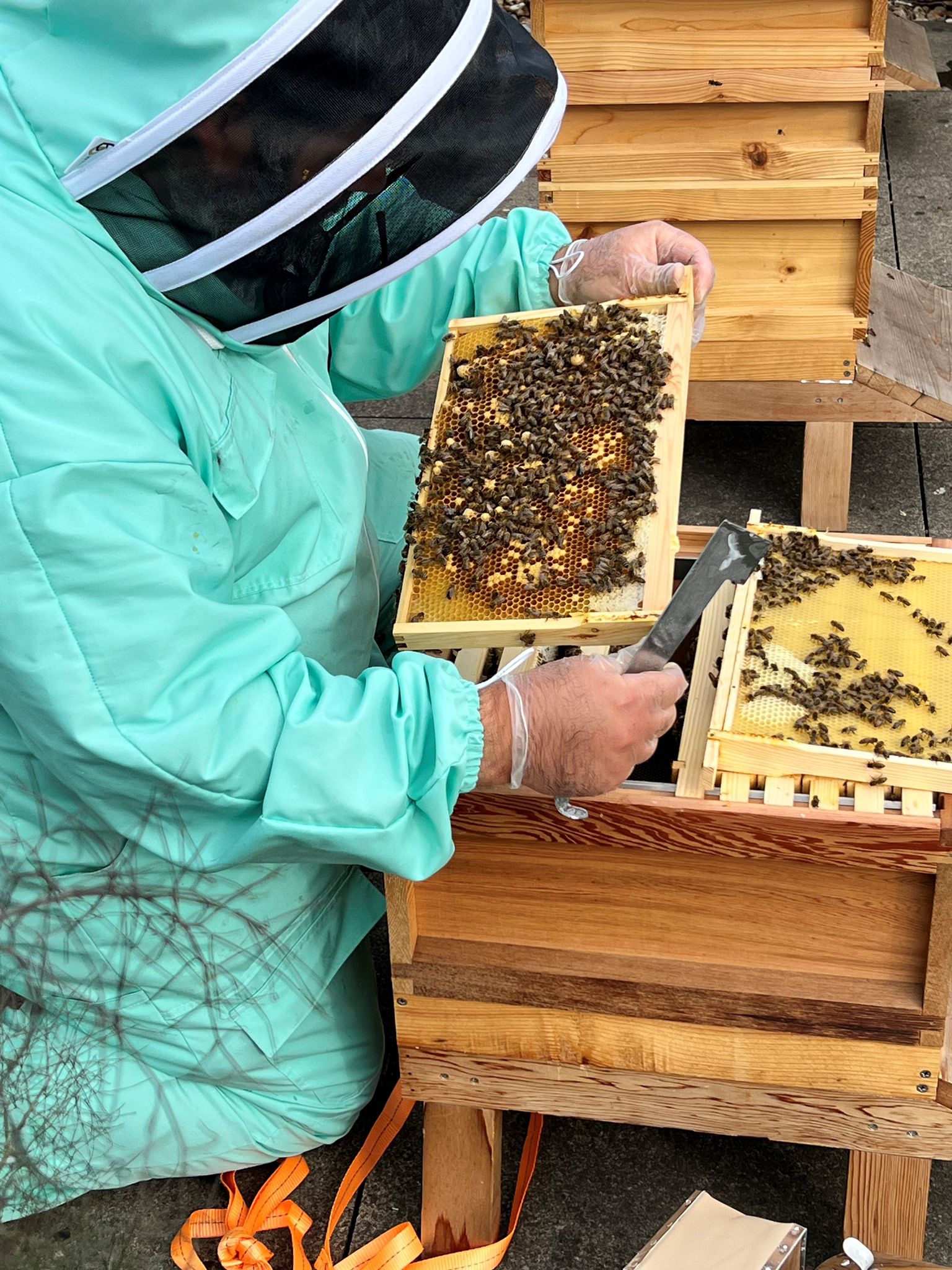 Beekeeper collecting honey from hives