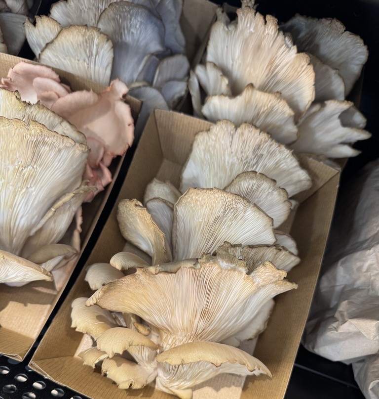 Oyster mushrooms at The Fire Station Cafe
