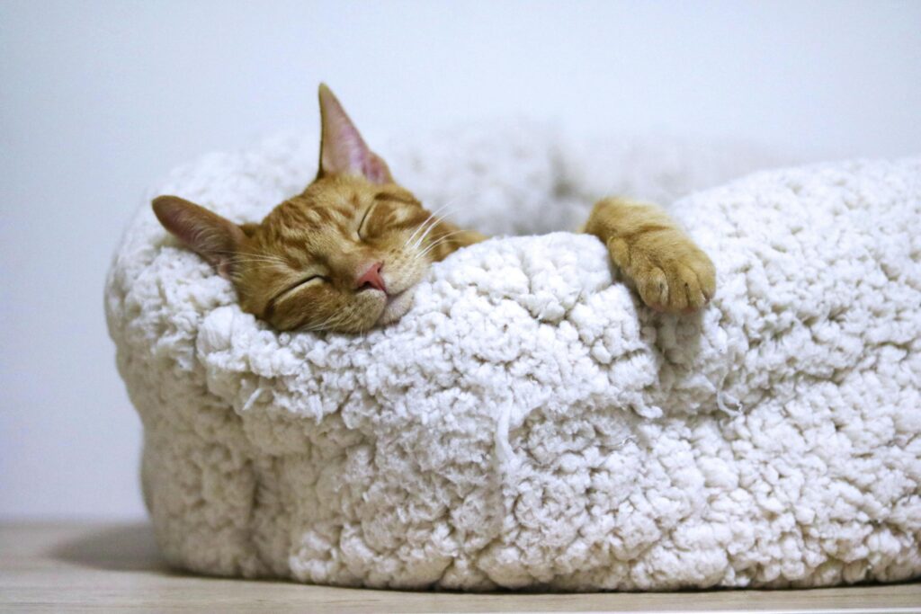 Warm Huddles at Huddle Fulham. Cat asleep in basket.