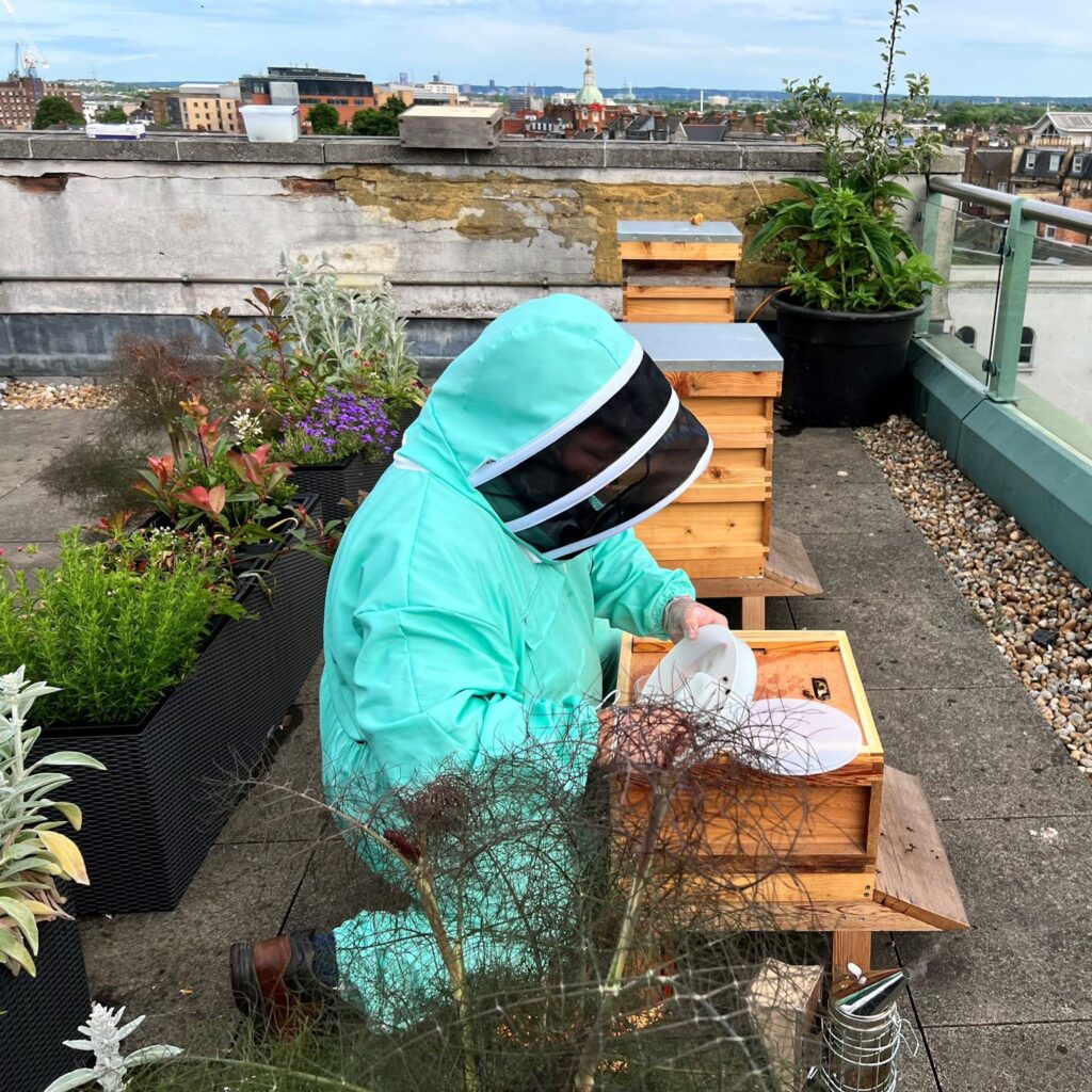 Celebrate World Bee Day at Huddle Wimbledon